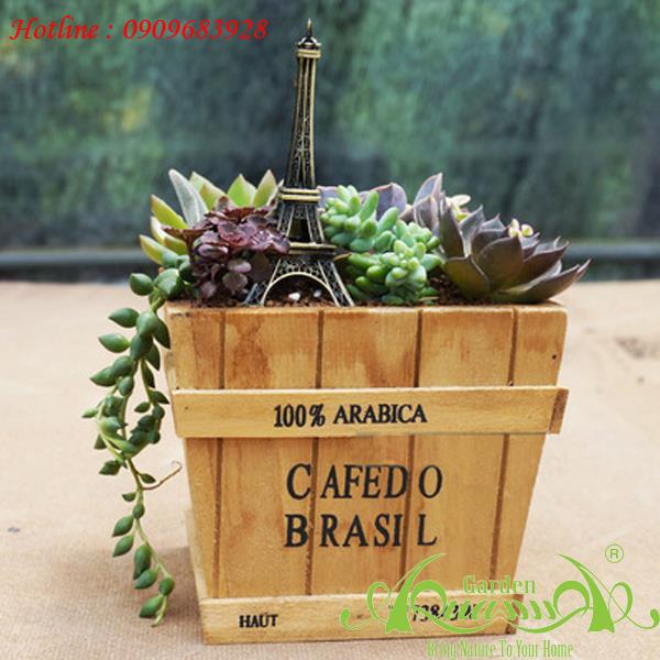 Hộp gỗ Cafedo Brasil Vuông Cao1 - Terrarium AquaGarden