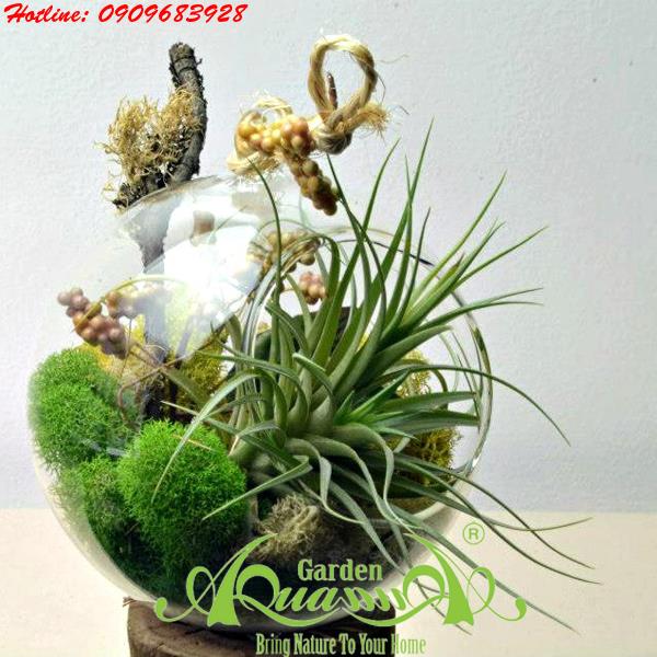Bộ Không Khí AquaGarden_78