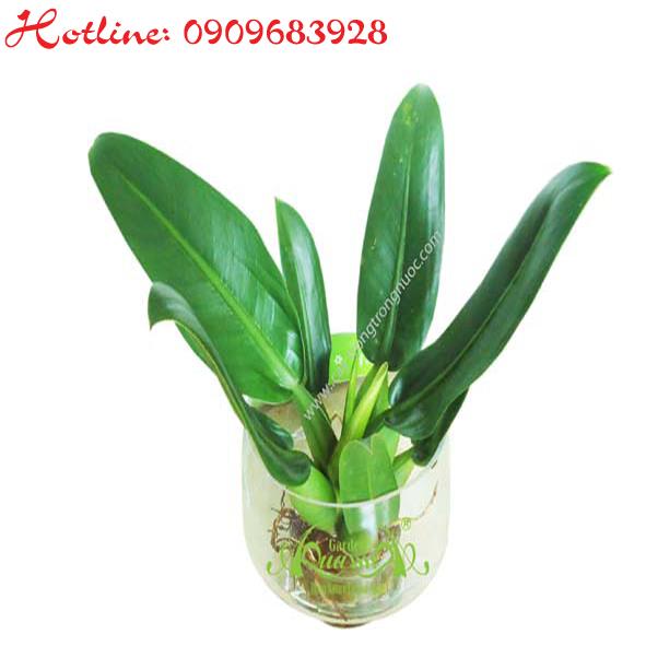 Đại Phát Tài - Cây Thủy Canh AquaGarden