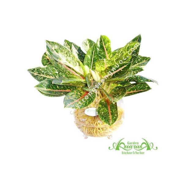 Cung Điện Vàng - Cây Thủy Canh AquaGarden