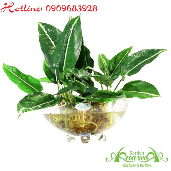 Đại Phát CC01 - Cây Thuỷ Canh AquaGarden