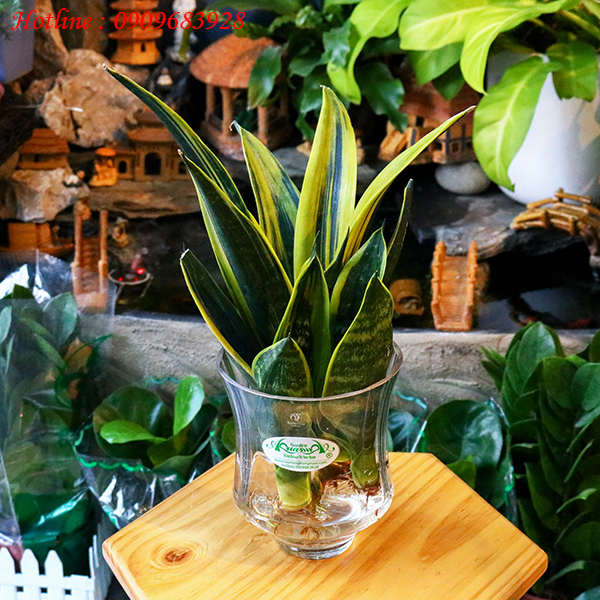 Lưỡi Hổ Thái 06 - Cây Thủy Canh AquaGarden
