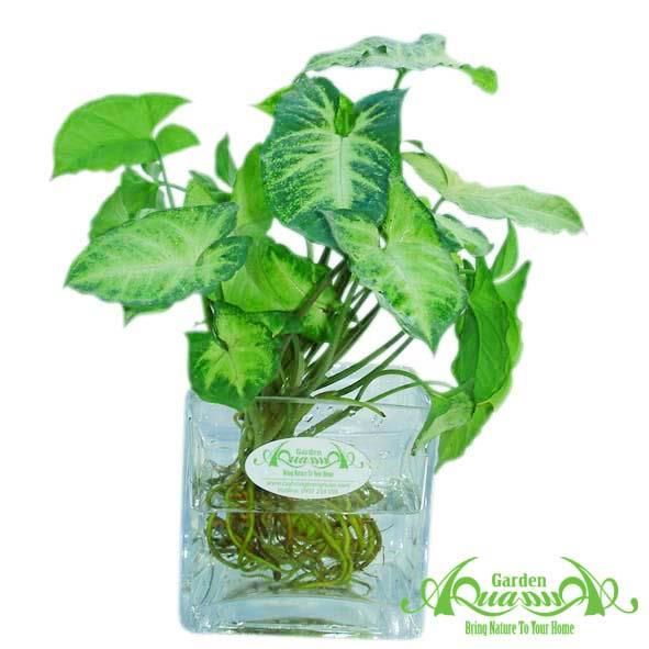 Môn Hợp Quả - Cây Thủy Canh AquaGarden