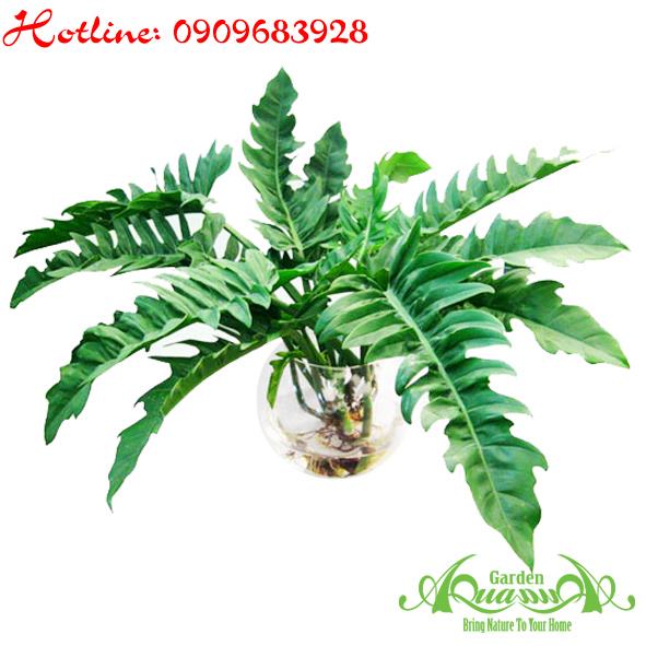 Lục Vỹ Cầm - Cây Thuỷ Canh AquaGarden