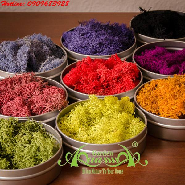Rêu Tuần Lộc - AquaGarden