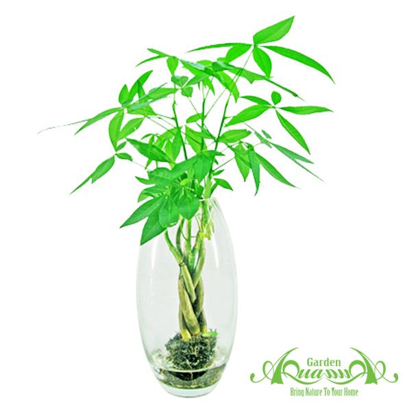 Kim Tiền Bím - Cây Thủy Canh AquaGarden