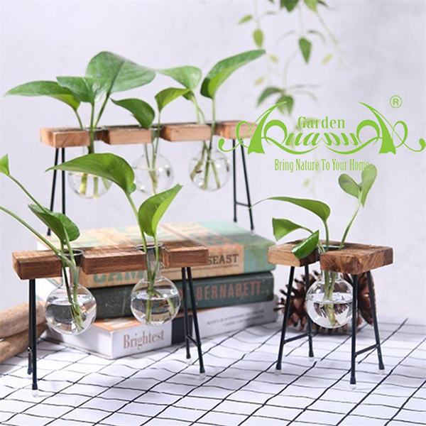 Trầu Bà KG Tổng hợp - Cây Thủy Canh AquaGarden