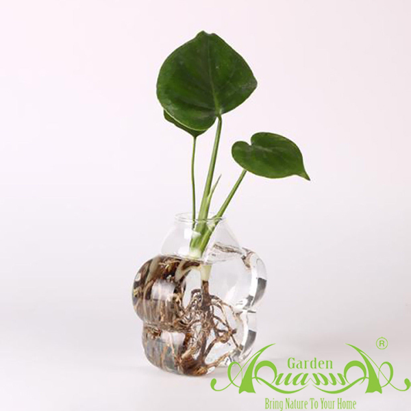 Bông Mai - TT Áp Tường