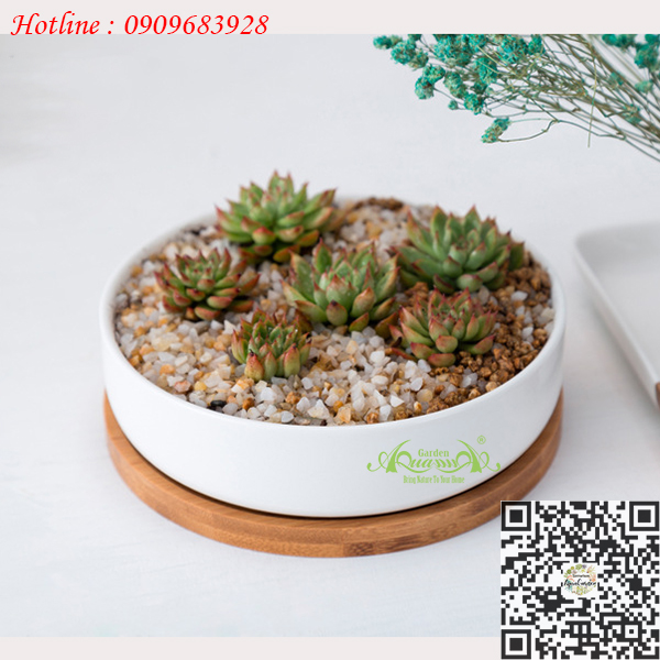 Gốm Tròn Dẹp Đế Gỗ - Aquagarden