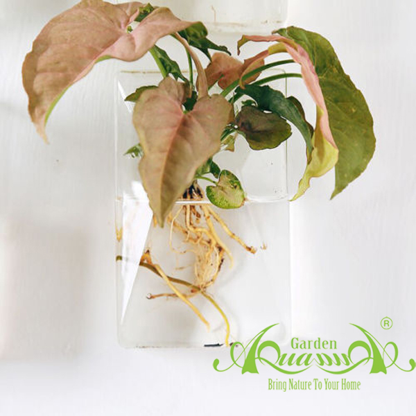 Chữ Nhật Áp Tường - Thủy Tinh AquaGarden