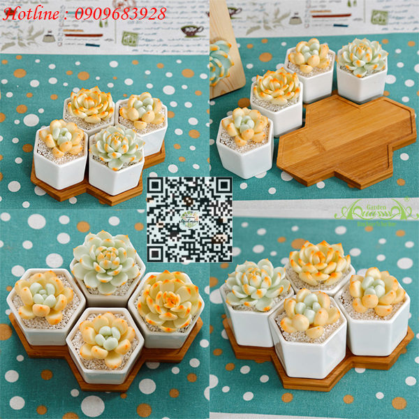 Gốm Lục Giác Đế Gỗ Bộ 4 - Aquagarden