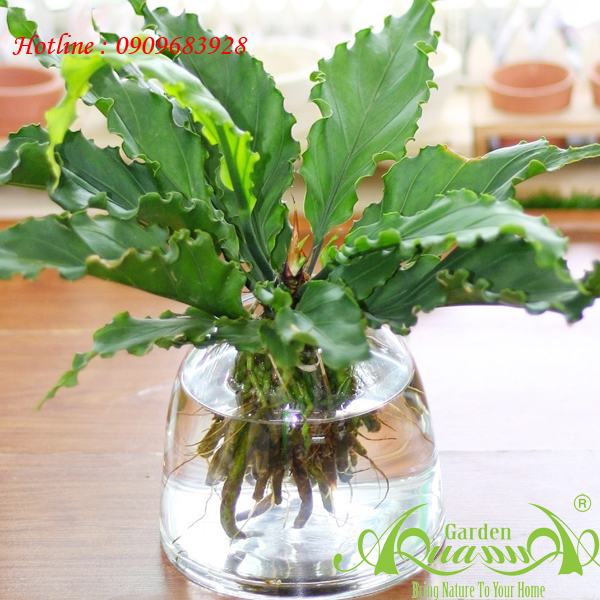 Đại Đế - Cây Thủy Canh AquaGarden