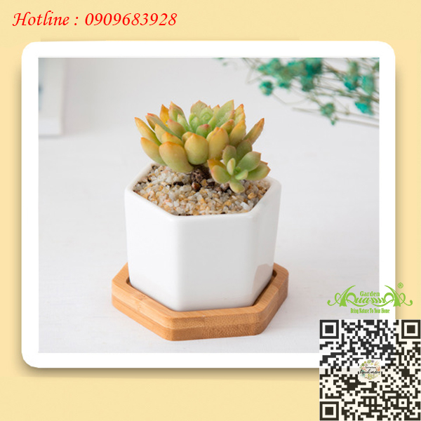 Gốm Lục Giác Đế Gỗ - Aquagarden