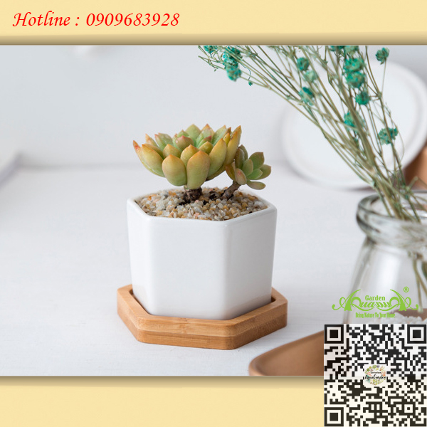 Gốm Lục Giác Đế Gỗ - Aquagarden