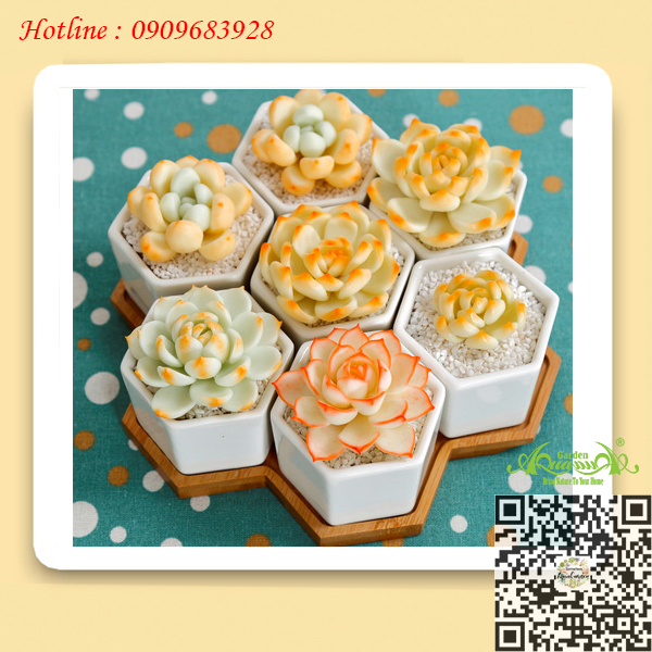 Gốm Lục Giác Đế Gỗ Bộ 7 - Aquagarden