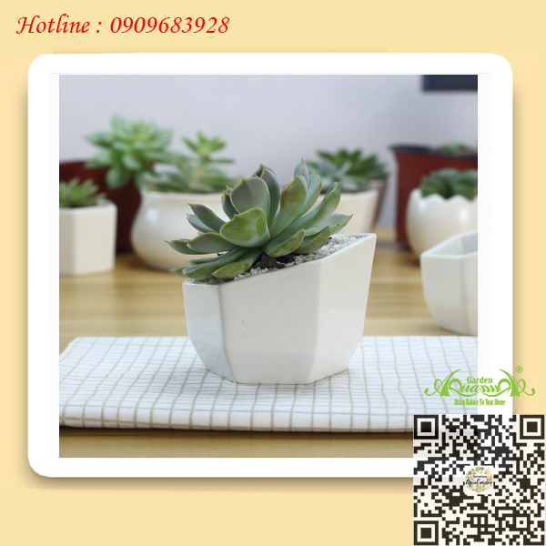 Gốm Lục Giác Miệng Xéo Trắng - Aquagarden