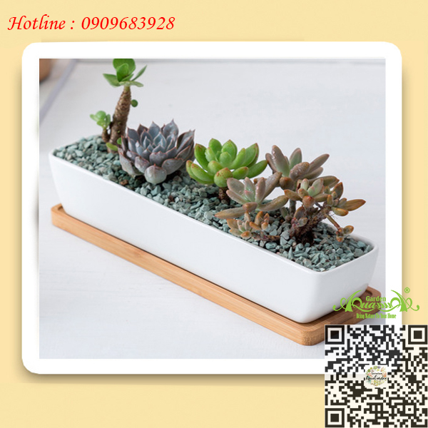 Gốm Thuyền Dài Đế Gỗ - Aquagarden