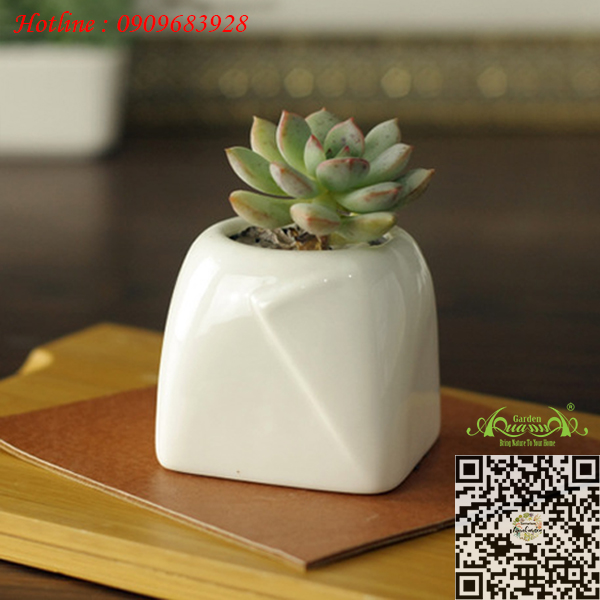 Gốm Vuông Túm Trắng - Aquagarden