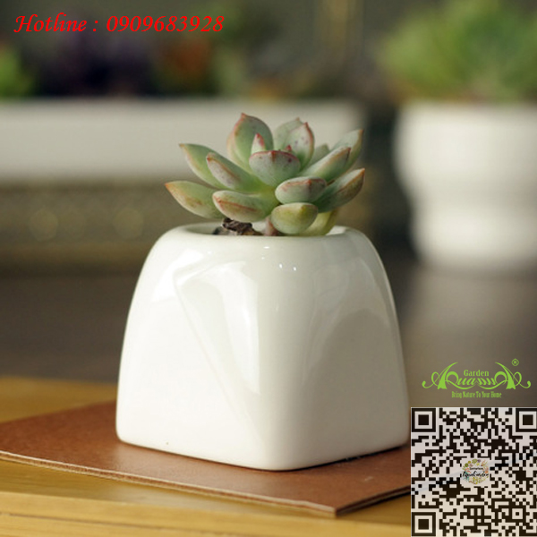 Gốm Vuông Túm Trắng - Aquagarden