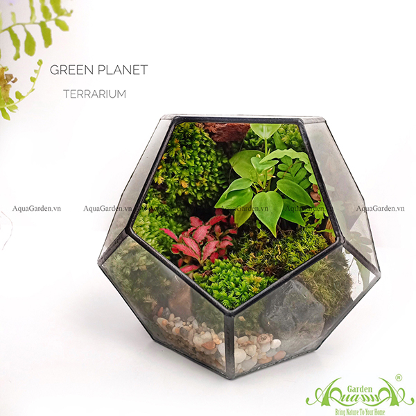 Terrarium 91 - Green Planet