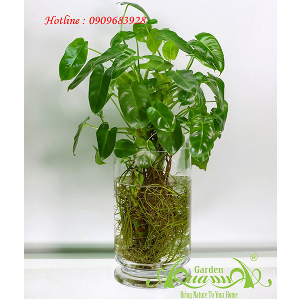 Tai Phật 01 - Cây Thủy Canh AquaGarden