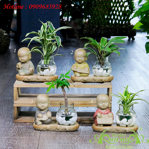 Bộ Chú Tiểu - Cây Thủy Canh AquaGarden