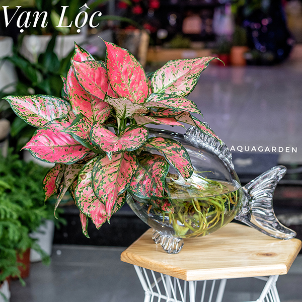 Vạn Lộc CC02 - Cây Thủy Canh AquaGarden