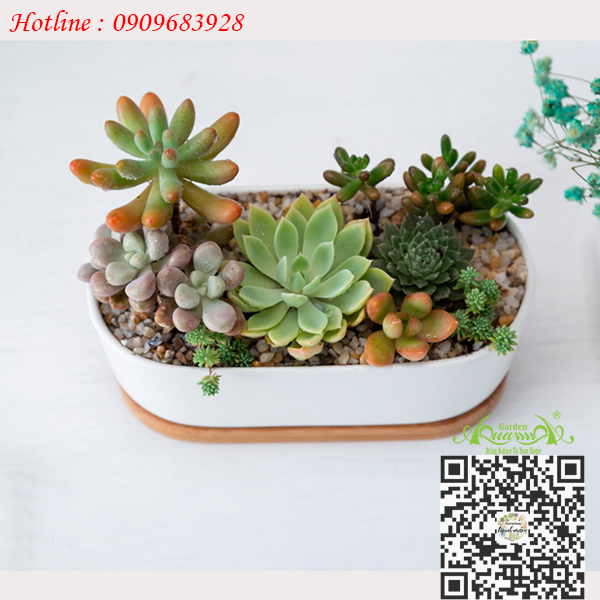 Gốm Ovan Đế Gỗ - Aquagarden