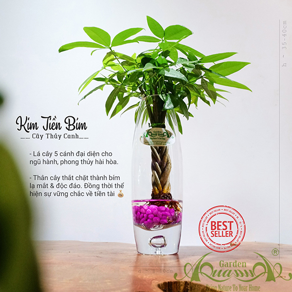 Kim Tiền Bím - Cây Thủy Canh AquaGarden