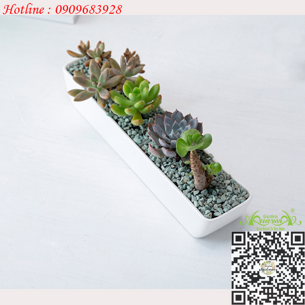 Gốm Thuyền Dài Trắng - Aquagarden