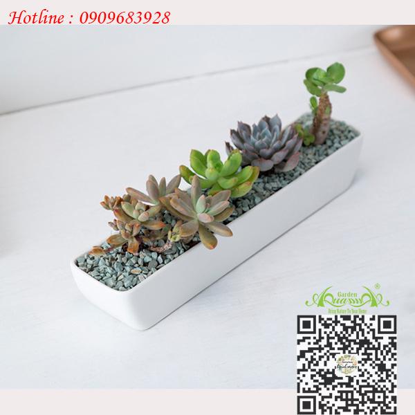 Gốm Thuyền Dài Trắng - Aquagarden