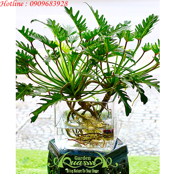 Lá Khía CC02 - Cây Thủy Canh AquaGarden