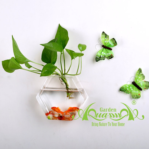 Lục Giác 12cm Áp Tường - Thủy Tinh AquaGarden
