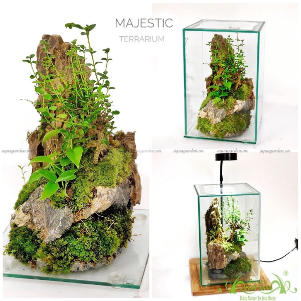 Terrarium AquaGarden  - Majestic.