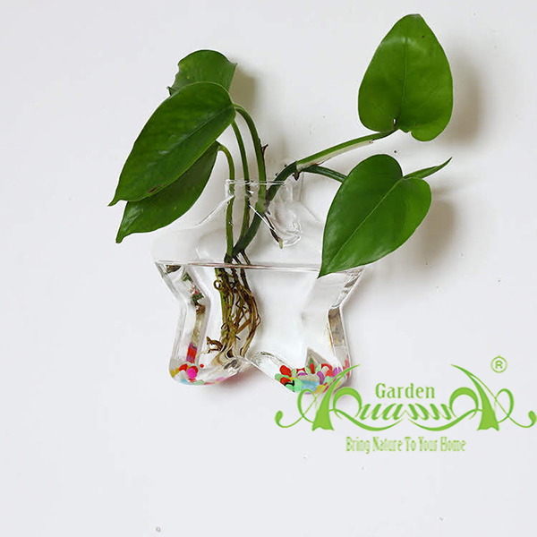Ngôi Sao 12cm Áp Tường - Thủy Tinh AquaGarden