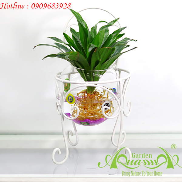 Phát Tài Mỹ - Cây Thủy Canh AquaGarden
