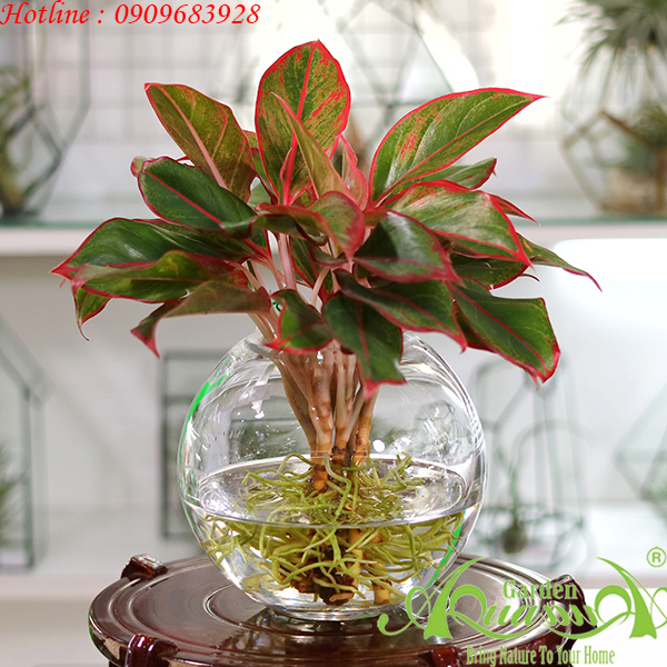Phú Quý 01 - Cây Thủy Canh AquaGarden