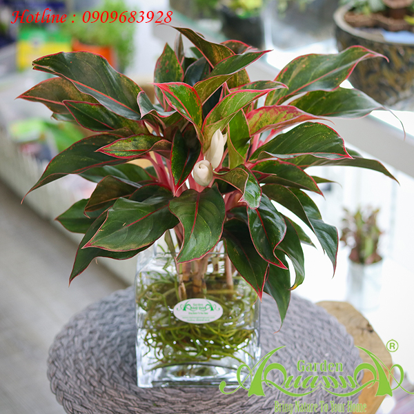 Phú Quý CC02 - Cây Thủy Canh AquaGarden