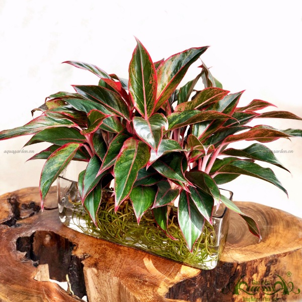 Phú Quý | Cây Thủy Canh AquaGarden