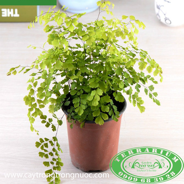 Dương Xỉ Lá Tròn - Cây Trồng Terrarium AquaGarden