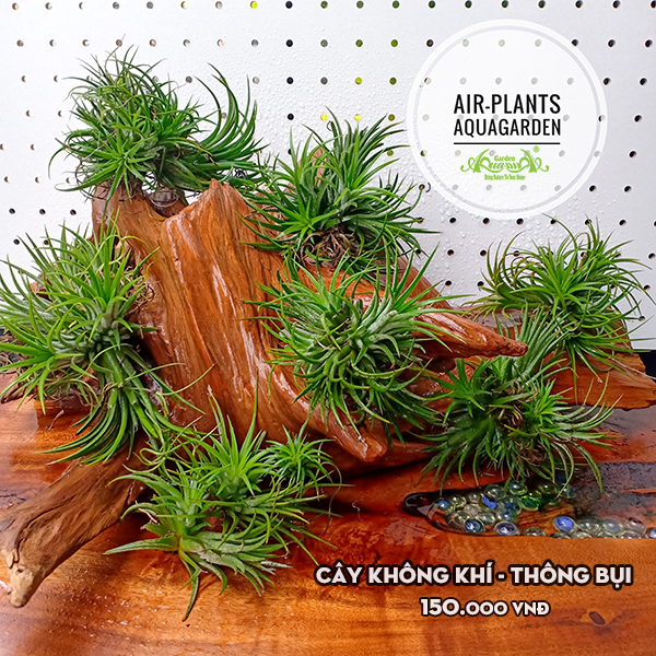 Cây Không Khí - Thông Bụi
