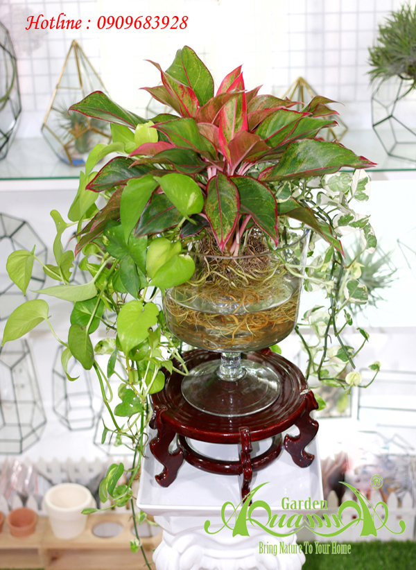 Phú Quý - Trầu Bà (Cây Thủy Canh AquaGarden)