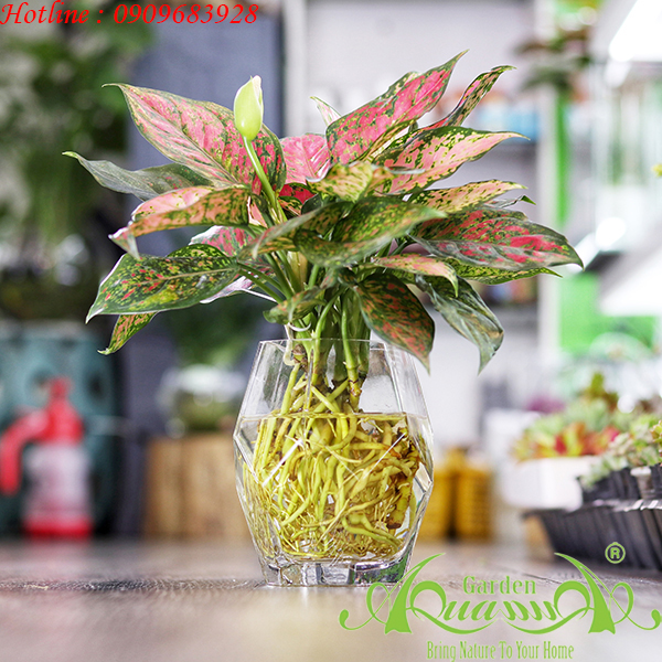 Vạn Lộc 02 - Cây Thủy Canh AquaGarden