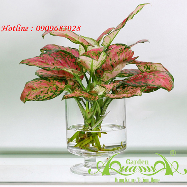 Vạn Lộc 01 - Cây Thủy Canh AquaGarden