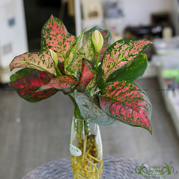 VẠN LỘC - CÂY THỦY CANH AQUAGARDEN