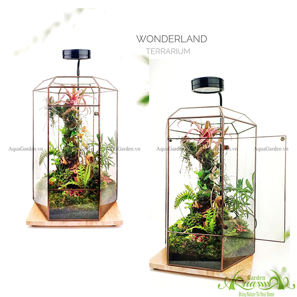 Terrarium - Wonderland