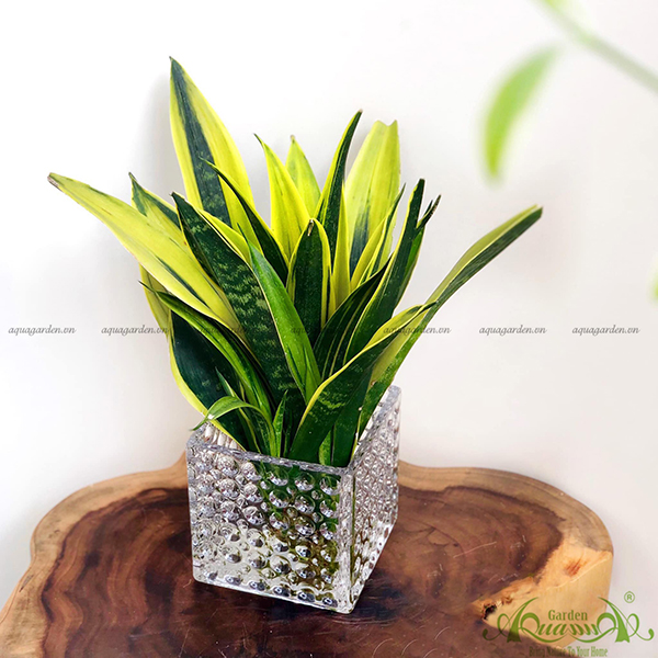 Lưỡi Hổ | Cây Thủy Canh AquaGarden