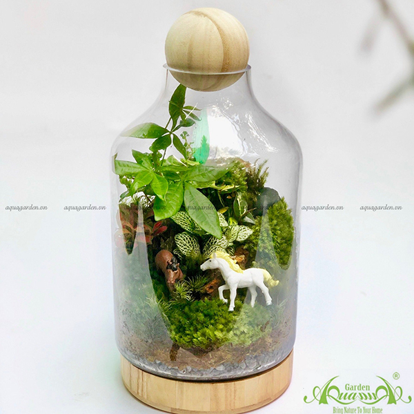 Terrarium 42 - Mã Đáo Thành Công