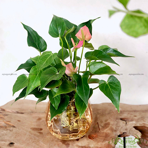 Hồng Môn | Cây Thủy Canh AquaGarden