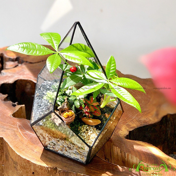 Terrarium 46 - Rạng Đông